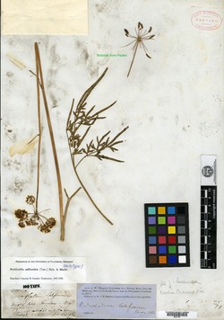 Image of Chaerophyllum californicum