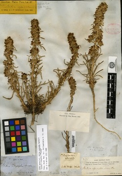 Gilia spicata image