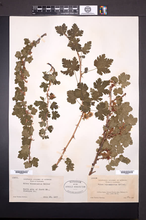 Ribes binominatum image