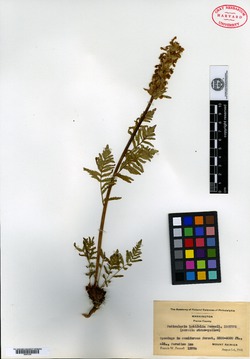 Image of Pedicularis latifolia
