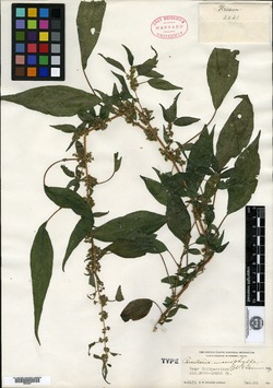 Parietaria macrophylla image