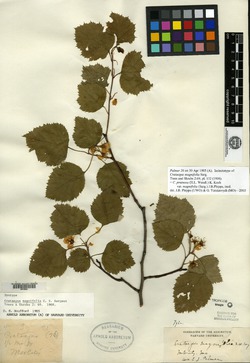 Crataegus pruinosa var. magnifolia image