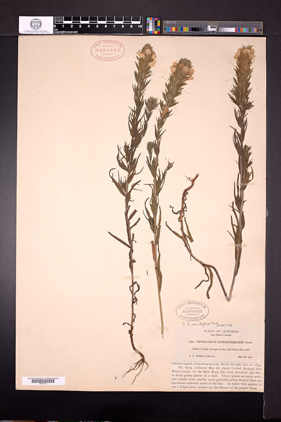 Orthocarpus lithospermoides image