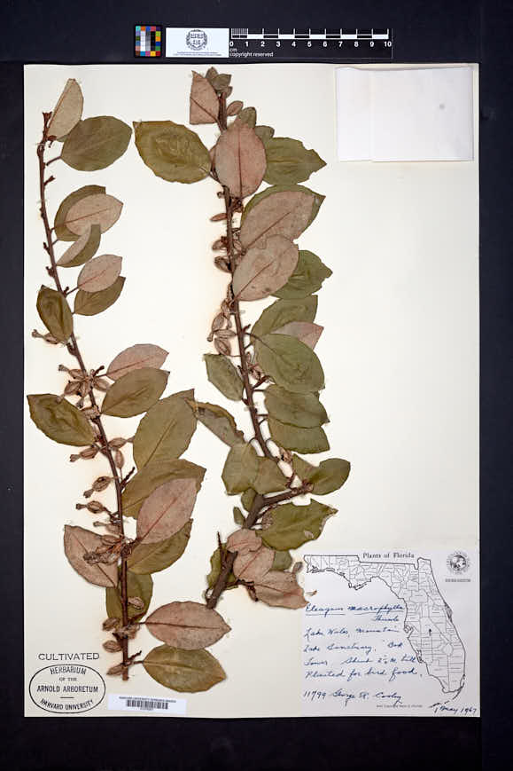 Image of Elaeagnus macrophylla
