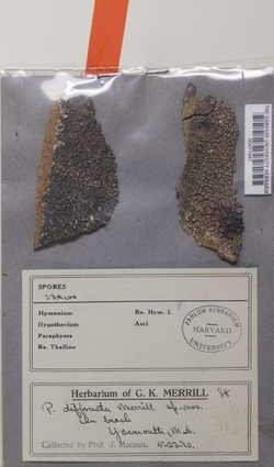 Pertusaria lophocarpa image