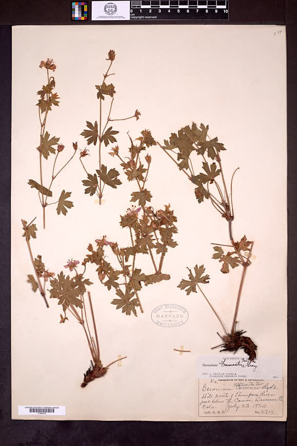 Geranium caespitosum image