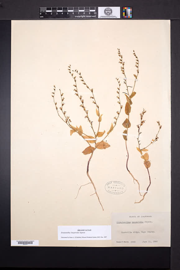 Image of Streptanthus hesperidis