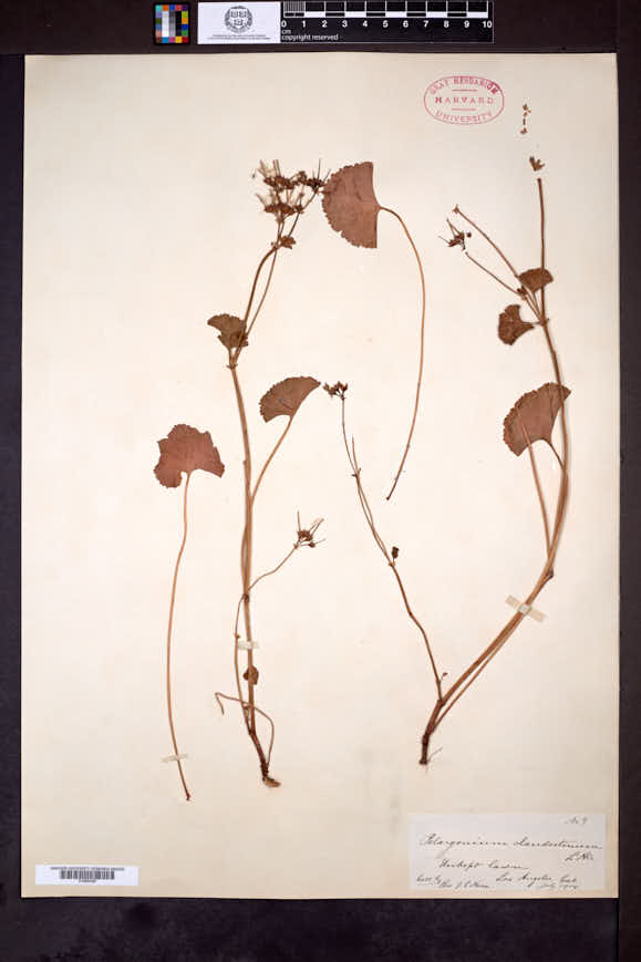 Image of Pelargonium inodorum