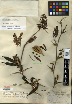 Image of Acacia cubensis