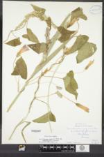 Calystegia sepium subsp. americana image