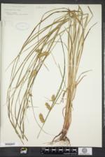 Carex tuckermanii image