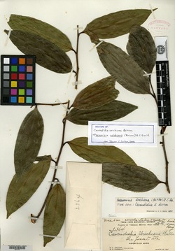 Image of Psammisia urichiana
