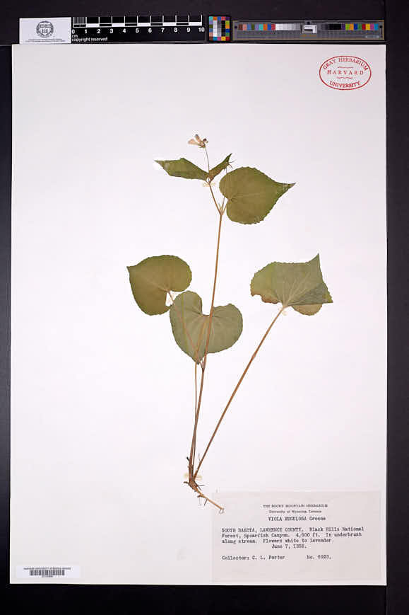 Viola canadensis var. rugulosa image