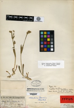 Lychnis triflora image