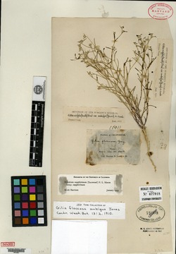 Gilia floccosa var. ambigua image