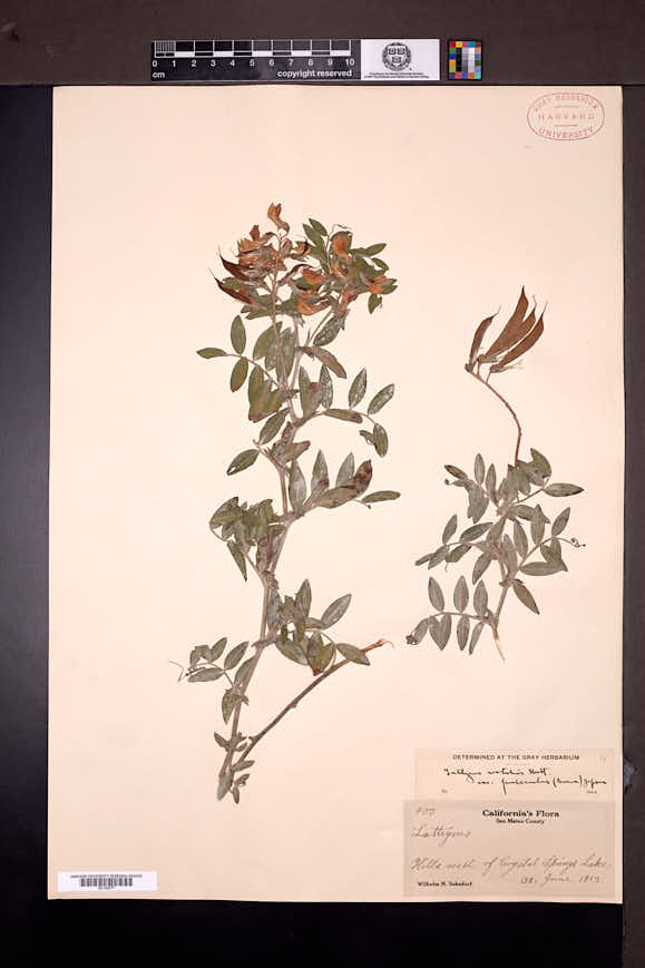 Lathyrus vestitus subsp. puberulus image