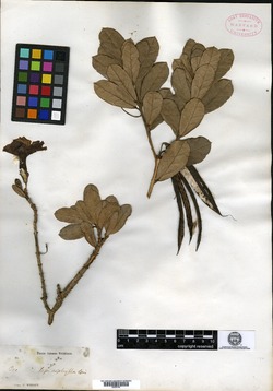 Image of Tabebuia lepidophylla