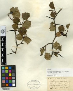 Image of Crataegus subrotundifolia