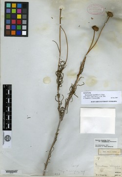 Heliomeris tenuifolia image