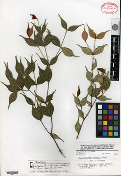 Image of Calyptranthes tenuipes