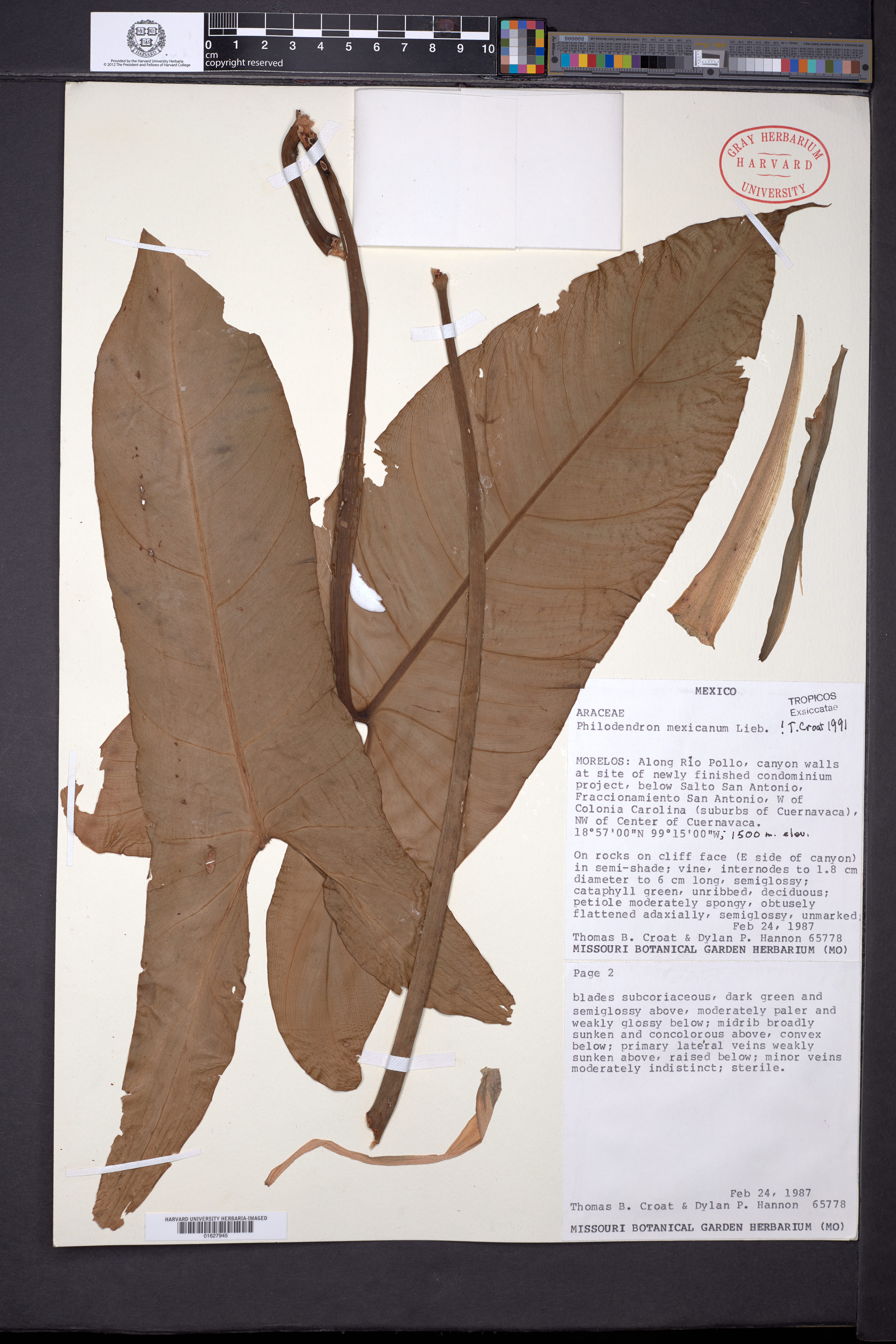 Philodendron mexicanum image