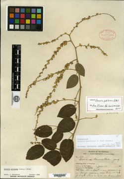 Image of Gouania pubidisca