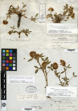Image of Trifolium confusum