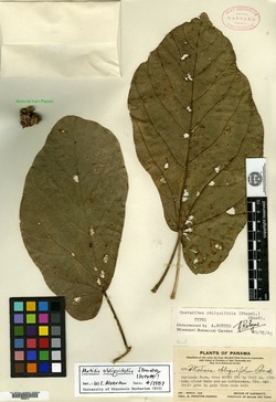 Image of Matisia obliquifolia