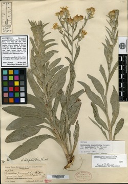 Chrysopsis graminifolia var. latifolia image
