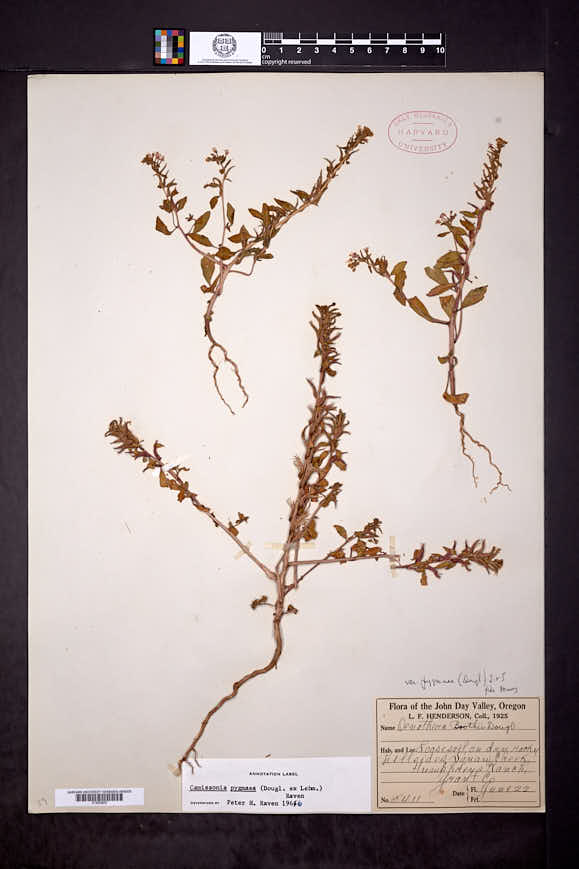 Camissonia pygmaea image