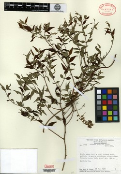 Image of Sagraea gracilis