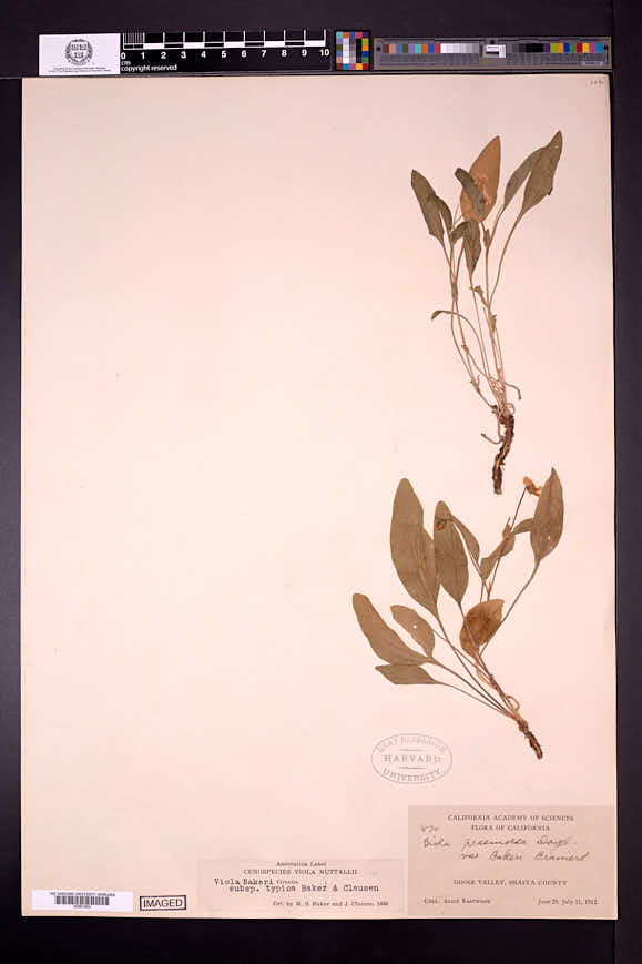 Viola bakeri image