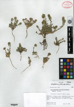 Polyctenium williamsiae image