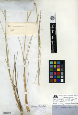 Image of Muhlenbergia acuminata