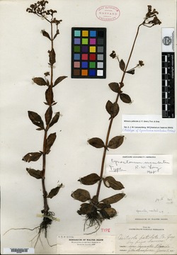 Image of Cynoctonum succulentum
