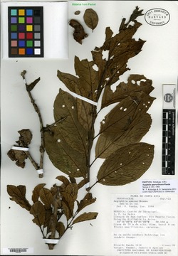 Aegiphila quararibeana image