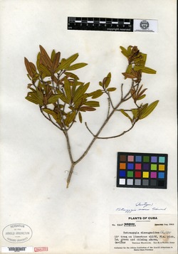 Image of Tetrazygia aurea