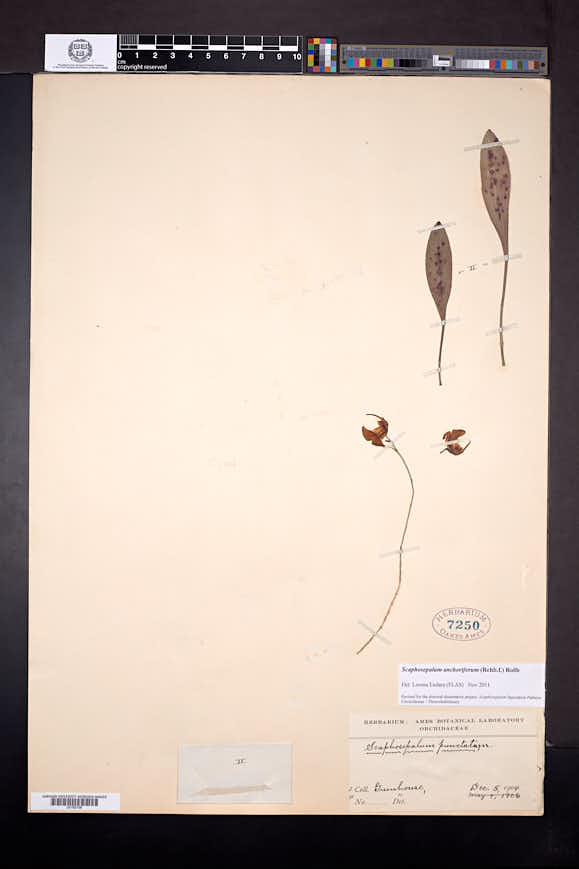 Scaphosepalum anchoriferum image