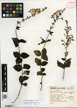 Image of Scutellaria blepharophylla