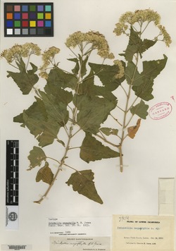 Image of Brickellia megaphylla