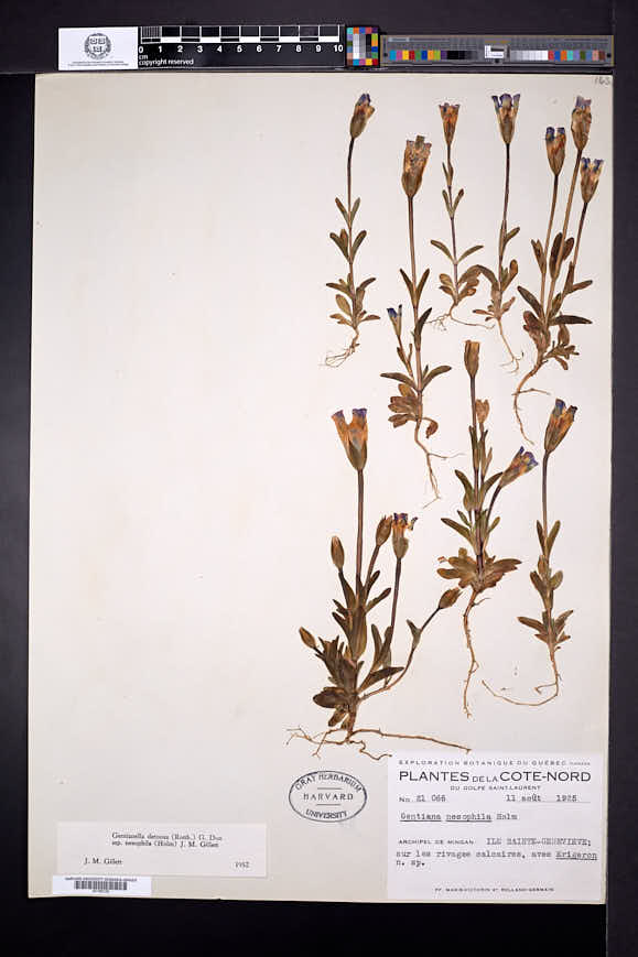 Gentianopsis nesophila image