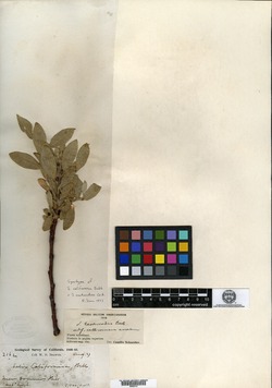 Image of Salix californica