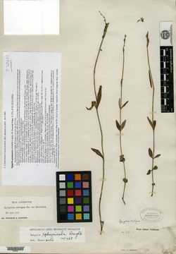 Image of Spigelia guianensis