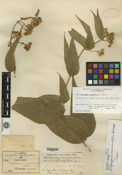 Image of Otopappus acuminatus