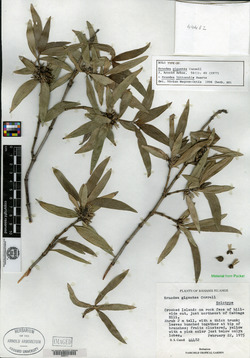Image of Ernodea gigantea