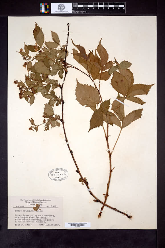Rubus subtentus image