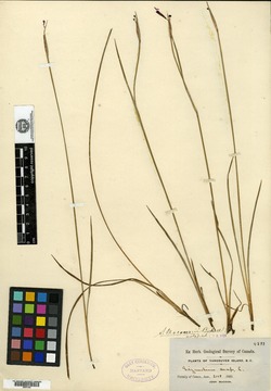 Image of Sisyrinchium macounii