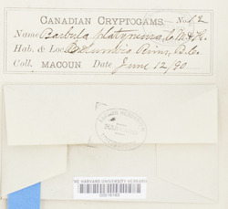 Pseudocrossidium obtusulum image