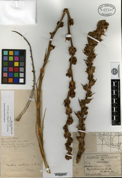 Image of Hechtia confusa
