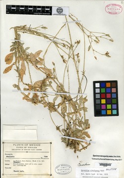 Image of Cerastium sinaloense